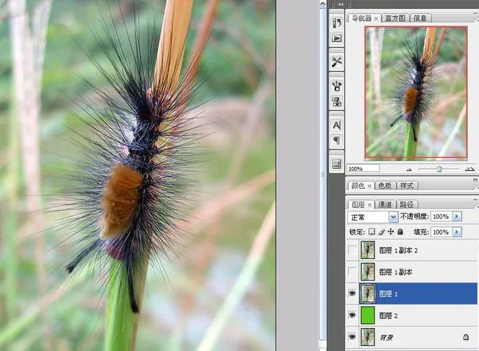 Photoshop使用抽出滤镜抠出多刺的毛虫(2)