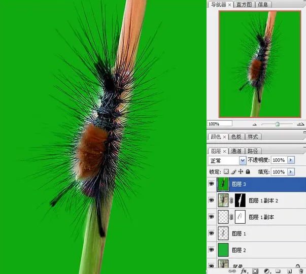 Photoshop使用抽出滤镜抠出多刺的毛虫(10)