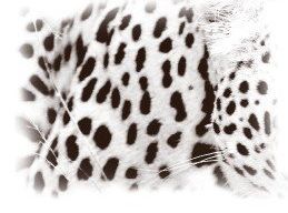 ps用真实动物毛皮设计豹纹背景图案(3)
