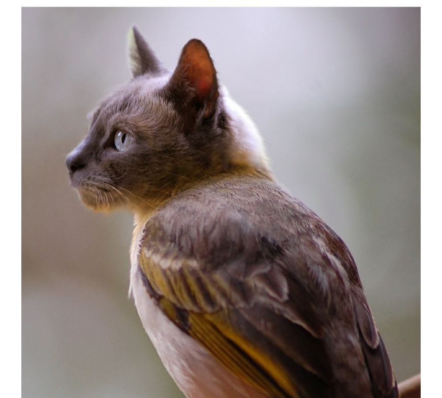 PS合成有趣的猫头鸟身动物(8)