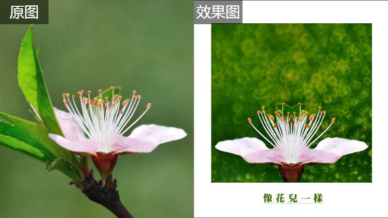 PS合成唯美折返镜头效果植物花朵照片