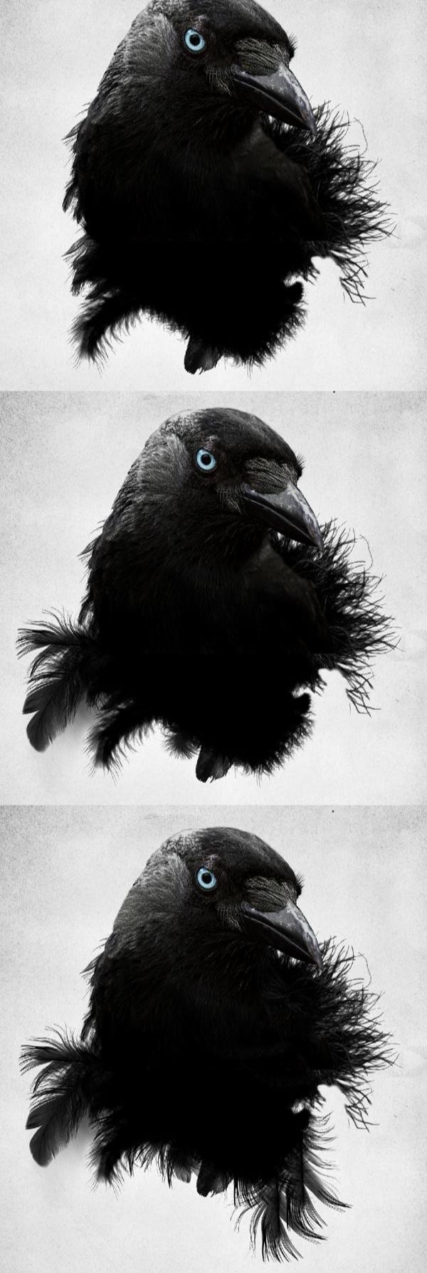 photoshop制作乌鸦羽毛黑白单色插图(11)