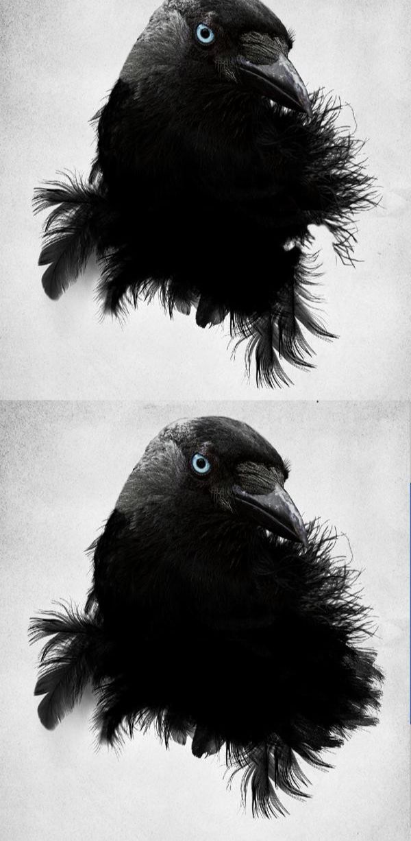 photoshop制作乌鸦羽毛黑白单色插图(12)
