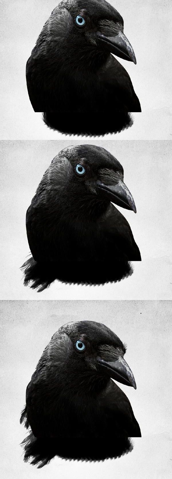 photoshop制作乌鸦羽毛黑白单色插图(8)