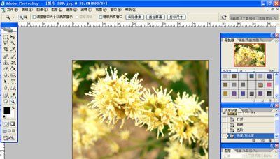 Photoshop制作简单2008年花卉日历(1)