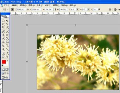 Photoshop制作简单2008年花卉日历(4)