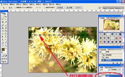 Photoshop制作简单2008年花卉日历(6)
