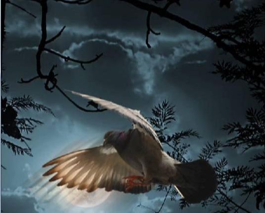 Photoshop照片合成教程:黑夜中飞翔的鸽子(16)