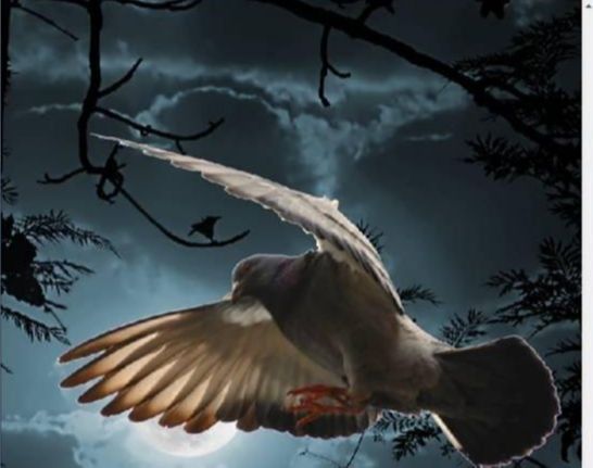 Photoshop照片合成教程:黑夜中飞翔的鸽子(11)