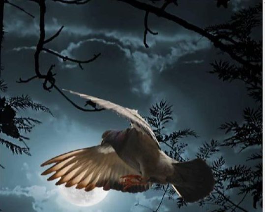 Photoshop照片合成教程:黑夜中飞翔的鸽子(12)