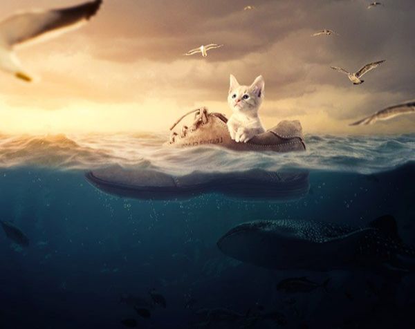 ps合成小猫漂流在海上的场景