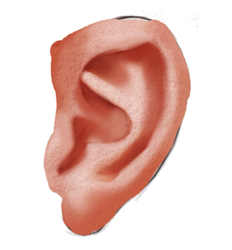 PS绘制写实耳朵(11)