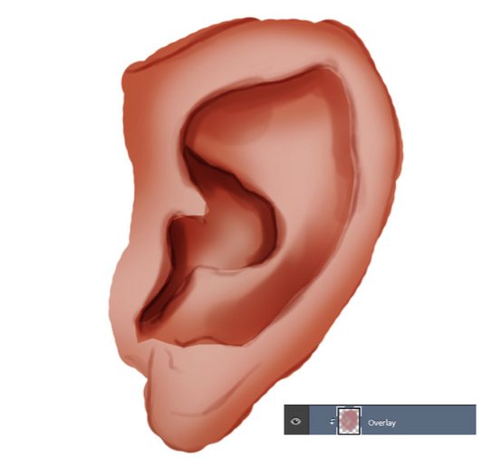 PS绘制写实耳朵(7)