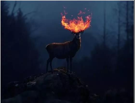 ps合成头上着火的火炎鹿(45)