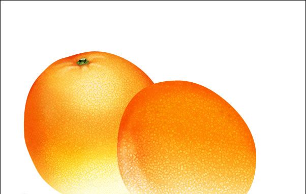 PS绘制鲜美的橙子(16)
