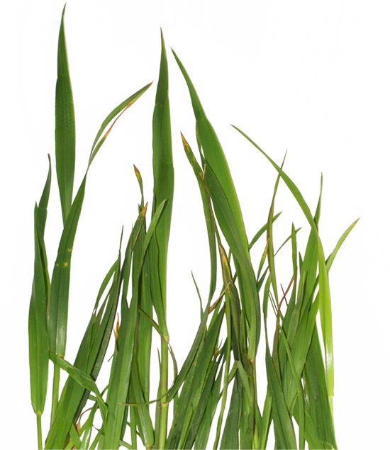 ps合成背上长草的蜗牛图片(39)