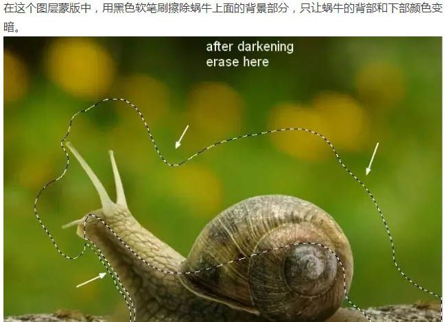 ps合成背上长草的蜗牛图片(16)