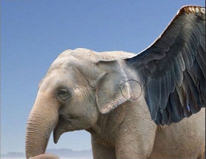photoshop合成教程:带翅膀的大象(21)